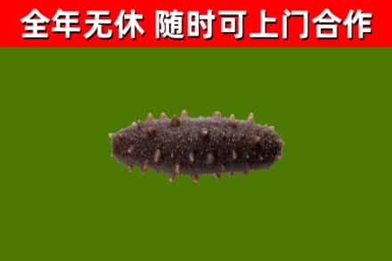 辽中回收海参干